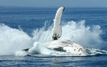 Whale screenshot 27