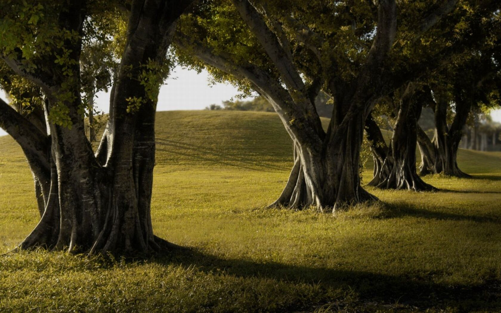 Tree line. Тень дерева. Тень от дерева на траве. Красивые раскидистые деревья для тени. Фон с тенью деревьев.