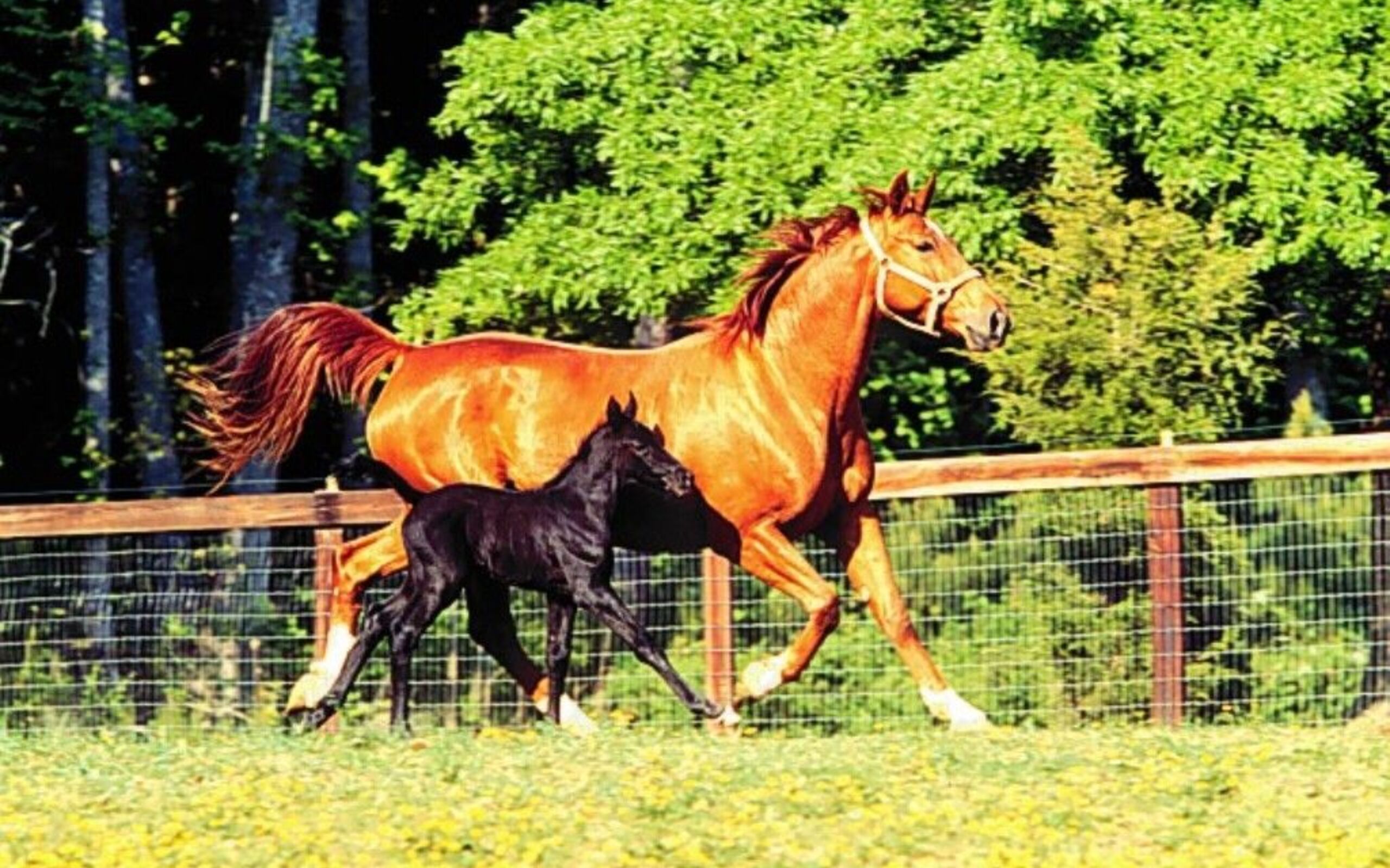 Horse Chestnut Mareand Black Foalat Canter Wallpaper Free Wallpapers Images, Photos, Reviews