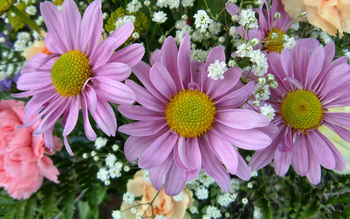 3 Pink Flowers screenshot