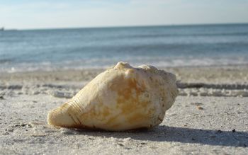 A Clear Water Beach Shell screenshot