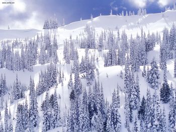 A Comforter Of White Hurricane Ridge Olympic National Park Washington screenshot