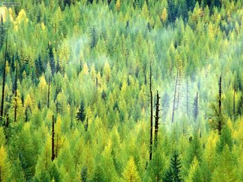 A Forest Is Born After The Fire Glacier National Park Montana screenshot