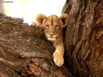 A Furry Friend Lion Cub screenshot