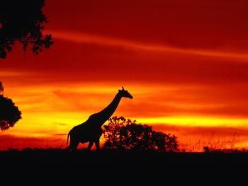 A Giraffe Journey at Dusk screenshot