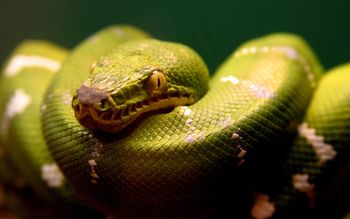 A Green Snake screenshot