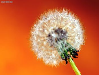 A Lone Dandelion screenshot