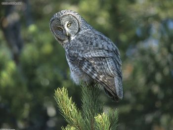 A New Perspective Great Grey Owl Wyoming screenshot