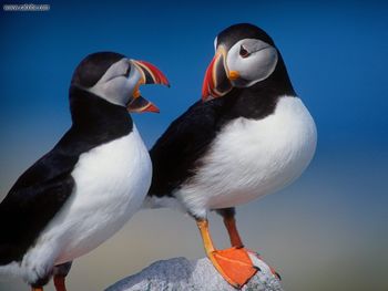 A Pair Of Puffins screenshot