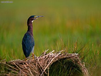 A Quiet Moment Green Heron screenshot