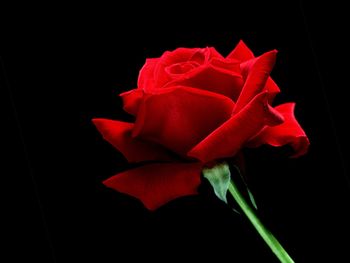 A Single Red Rose screenshot