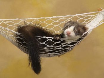 A Sleepy Ferret screenshot