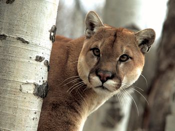 A Watchful Cougar screenshot