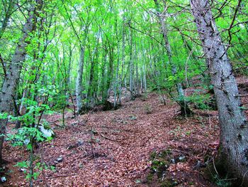 Adamello Brenta Nature Park screenshot