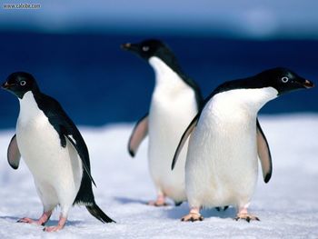 Adelie Penguins screenshot