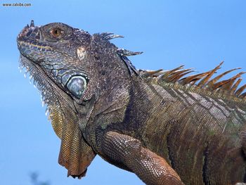 Adult Green Iguana screenshot