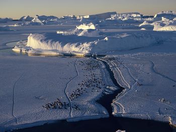 Aerial View Of A Group Of Adelie Penguins, Antarctica screenshot