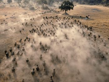 Aerial View Of A Herd Of African Buffalo, Botswana screenshot