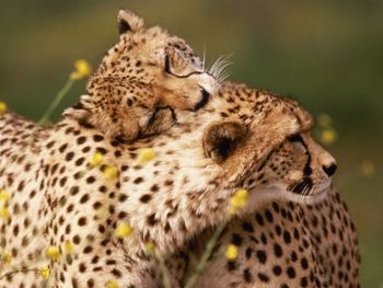Affectionate Cheetahs screenshot