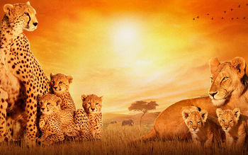 African Cats screenshot