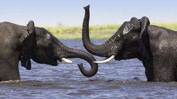 African Elephant Pair Playing In The Chobe River, Botswana screenshot