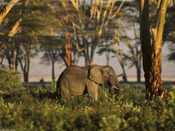 African Elephant Tanzania Africa screenshot