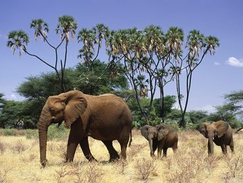African Elephant With Young, Samburu National Reserve, Kenya, Africa screenshot