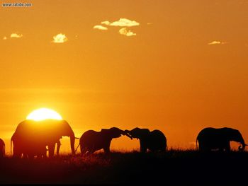 African Elephants Masaai Mara Kenya Africa screenshot
