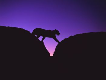 African Leopard Crossing Rocks At Sunset, Africa screenshot