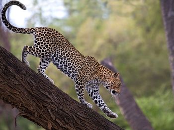 African Leopard, Samburu National Reserve, Kenya screenshot