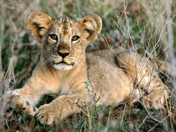 African Lion Cub Relaxing Africa screenshot