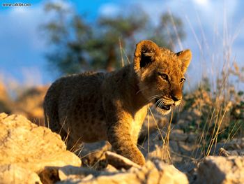 African Lion Cub screenshot