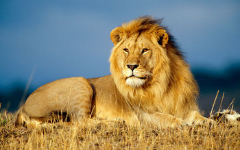 African Lion King screenshot