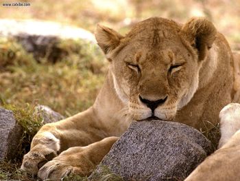 African Lion Serengeti Africa screenshot