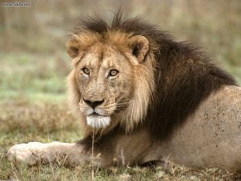 African Lion Tanzania Africa screenshot