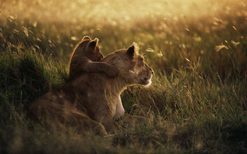 African Lion screenshot