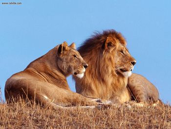 African Lions screenshot