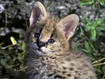 African Serval Kitten screenshot