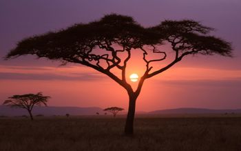 African Sunset screenshot