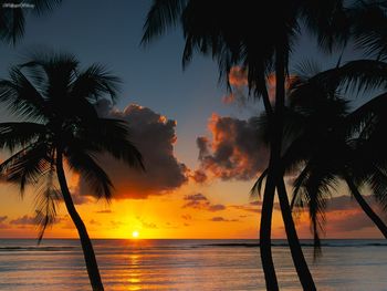 Afternoon Delight, Tobago screenshot