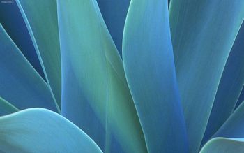 Agave screenshot