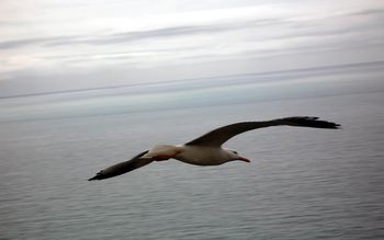 Agullinflight screenshot