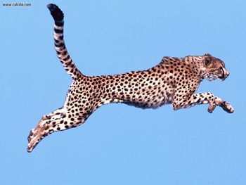 Air Time Cheetah screenshot