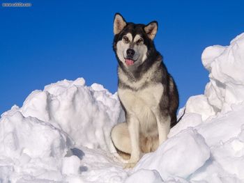 Alaskan Malamute screenshot