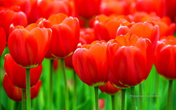 Albany Tulip Festival screenshot