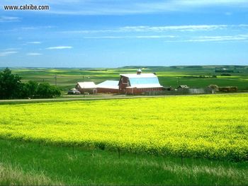 Alberta Canada Rapeseed Field screenshot