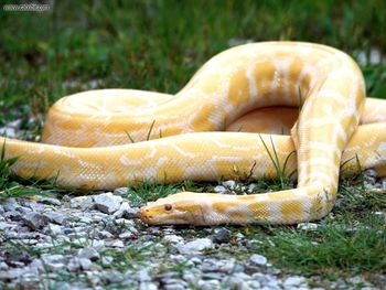 Albino Burmese Python screenshot