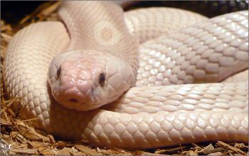 Albino Monocled Cobra screenshot