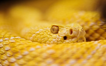 Albino Rattlesnake screenshot