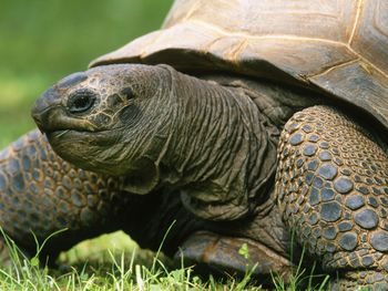Aldabran Tortoise screenshot